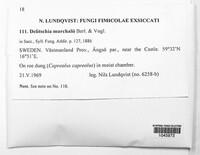 Image of Delitschia marchalii